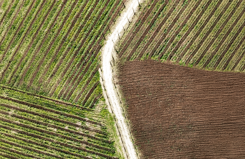 Feudi Crocifissi: un racconto di terra, memoria e visione