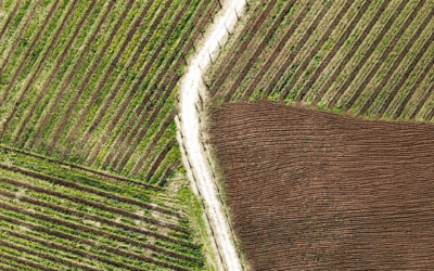 Feudi Crocifissi: un racconto di terra, memoria e visione